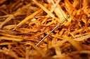 needle-in-haystack.jpg
